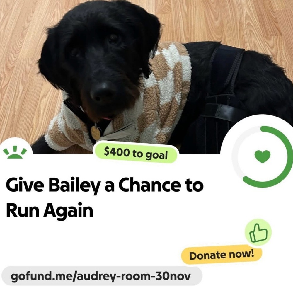 Buy to Help Bailey!